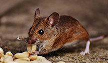 24 Hour & Emergency Exterminators in Brighton, MI